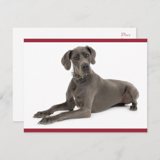 Große, trockenes Welpen-Doppy-Dose-Karte Postkarte (Vorne/Hinten)