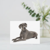 Große, trockenes Welpen-Doppy-Dose-Karte Postkarte (Stehend Vorderseite)