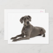 Große, trockenes Welpen-Doppy-Dose-Karte Postkarte (Vorne/Hinten)