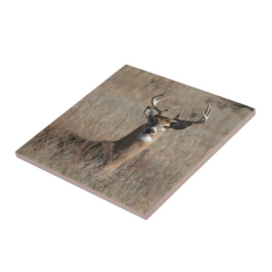 Große Trophäe-Dollar-Rotwild in der hohen Fliese (Seite)