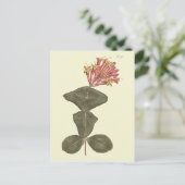 Große Trumpet Honeysuckle Botanische Illustration Postkarte (Stehend Vorderseite)