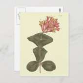 Große Trumpet Honeysuckle Botanische Illustration Postkarte (Vorne/Hinten)