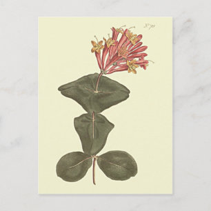 Große Trumpet Honeysuckle Botanische Illustration Postkarte