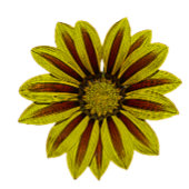 große und kühn gelbe Blumen mit roten Streifen dai Decke