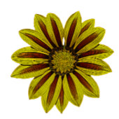 große und kühn gelbe Blumen mit roten Streifen dai Duschvorhang