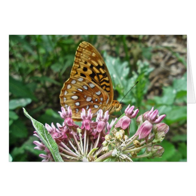 Große verschüttete Fritillenkoordinierungselemente (Vorderseite (Horizontal))