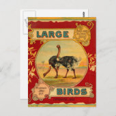 Große Vögel Postkarte (Vorne/Hinten)