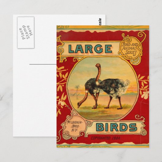 Große Vögel Postkarte (Vorne/Hinten)