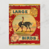 Große Vögel Postkarte (Vorderseite)