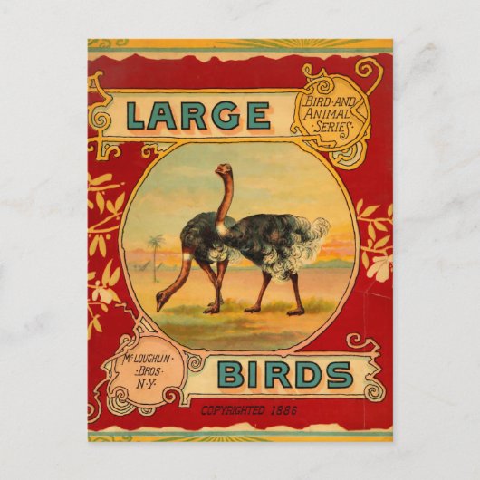 Große Vögel Postkarte (Vorderseite)