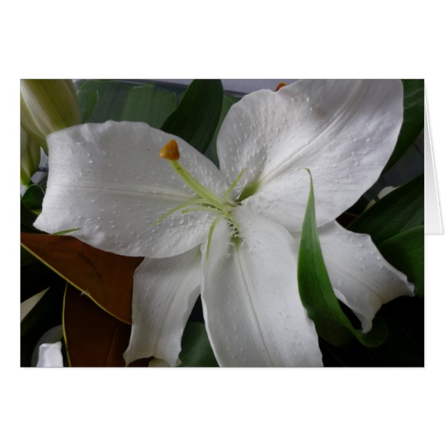 große weiße Blume (Vorderseite (Horizontal))