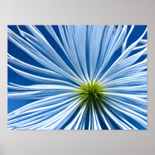 große weiße Blume mit blauem Himmel Poster