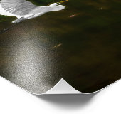 Große weiße Geste im Flug über den Fluss Fotodruck (Ecke)