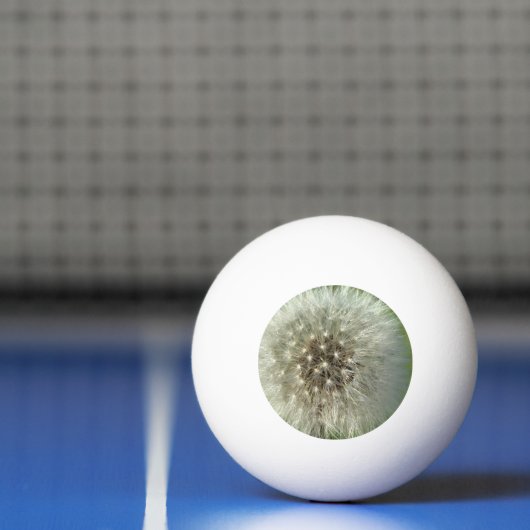 Große Weiße Löwenzahn Tischtennisball (Netto)