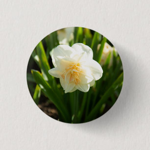 Große weiße Narzissen an einem Frühlingstag Button