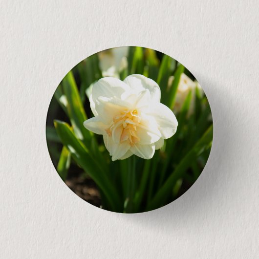 Große weiße Narzissen an einem Frühlingstag Button (Vorderseite)