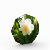 Große weiße Narzissen an einem Frühlingstag Fotoblock (Links)