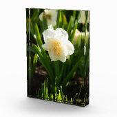 Große weiße Narzissen an einem Frühlingstag Fotoblock (Rechts)