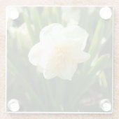 Große weiße Narzissen an einem Frühlingstag Glasuntersetzer (Rückseite)