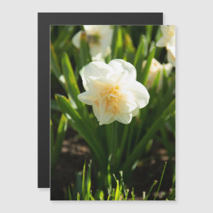 Große weiße Narzissen an einem Frühlingstag Magnetkarte