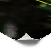 Große weiße Narzissen an einem Frühlingstag Poster (Ecke)