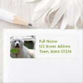 Große weiße Pyrenäen Hunde Rücksendeadressen-Aufkl (Insitu)