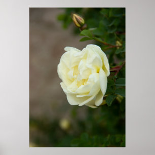 Große weiße Rosen für positives Poster