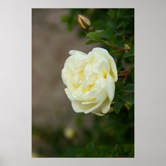 Große weiße Rosen für positives Poster (Vorne)
