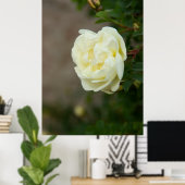 Große weiße Rosen für positives Poster (Heimbüro)