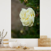 Große weiße Rosen für positives Poster (Küche)
