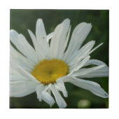 Große, weiße und gelbe Daisy Aster-Blume Fliese (Vorderseite)