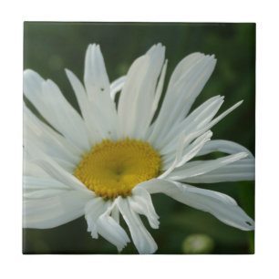 Große, weiße und gelbe Daisy Aster-Blume Fliese