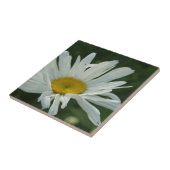 Große, weiße und gelbe Daisy Aster-Blume Fliese (Seite)