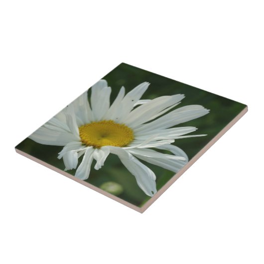 Große, weiße und gelbe Daisy Aster-Blume Fliese (Seite)