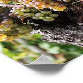 Große weiße Weinsorten der Welt Poster (Ecke)