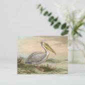 Große weißer Pelikan-Vintage Vogel-Illustration Postkarte (Stehend Vorderseite)