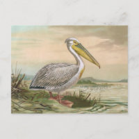 Große weißer Pelikan-Vintage Vogel-Illustration
