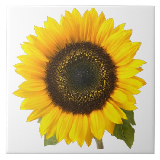 Größen der Sonnenblume-Fliese (2) Fliese (Vorderseite)