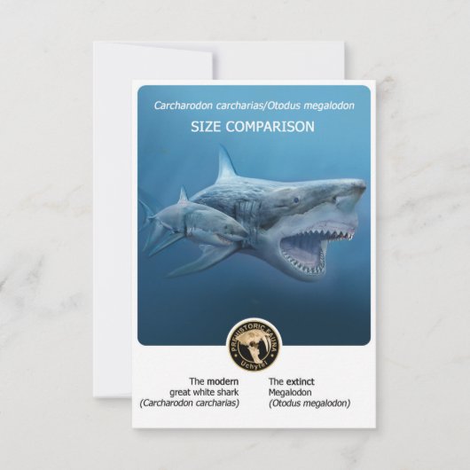 Größenvergleich Postkarte (Megalodon+moderner Hai) (Vorderseite)