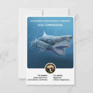 Größenvergleich Postkarte (Megalodon+moderner Hai)
