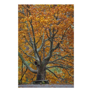 Grosser Ahornbaum im Herbst, Bass Lake, in der Nä Fotodruck