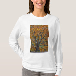 Grosser Ahornbaum im Herbst, Bass Lake, in der Näh T-Shirt