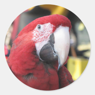 Großer Aufkleber des Macaw