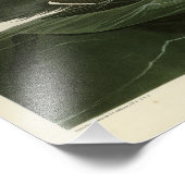 Großer Auk - John James Audubons Vögel Amerikas Fotodruck (Ecke)