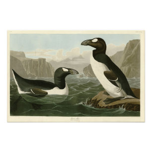 Großer Auk - John James Audubons Vögel Amerikas Fotodruck