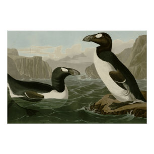 Großer Auk Poster
