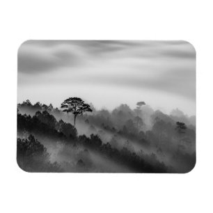 Großer Baum im Kiefern-Wald im Nebel Magnet