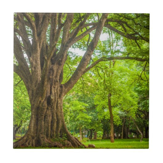 Großer Baum im Park Fliese (Vorderseite)