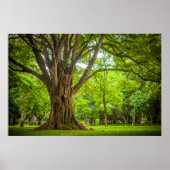 Grosser Baum im Park Poster (Vorne)