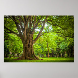 Grosser Baum im Park Poster